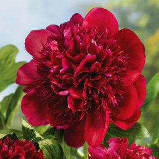 Red Charm Peony Thumbnail